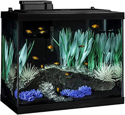 20 Gallon Vibrant Aquarium Setup